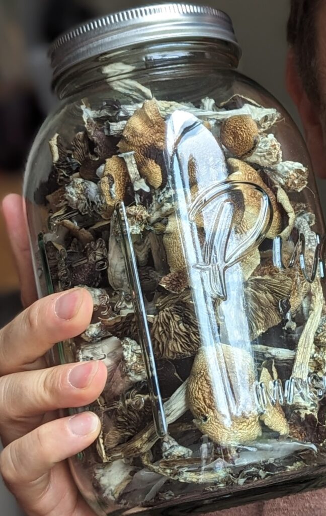 B+ magic mushrooms B+ Mushrooms