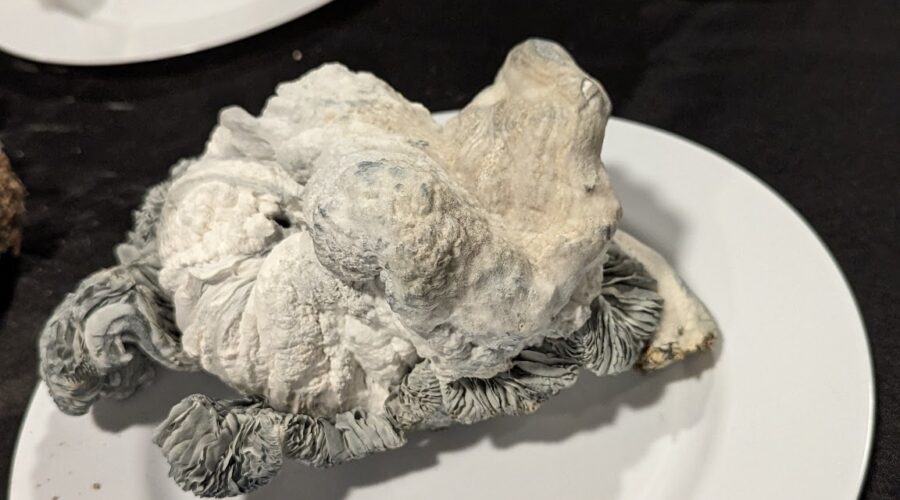 Simple Science-Backed Trick Now Proven to Make Your Mushrooms More Potent