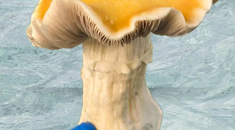 These are the 7 Most Popular Mushroom Strains