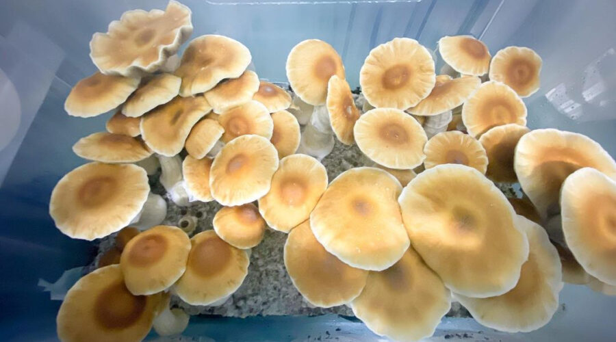 Hillbilly Pumpkin Mushrooms are Not White Trash — They’re Orange Southern Beauties