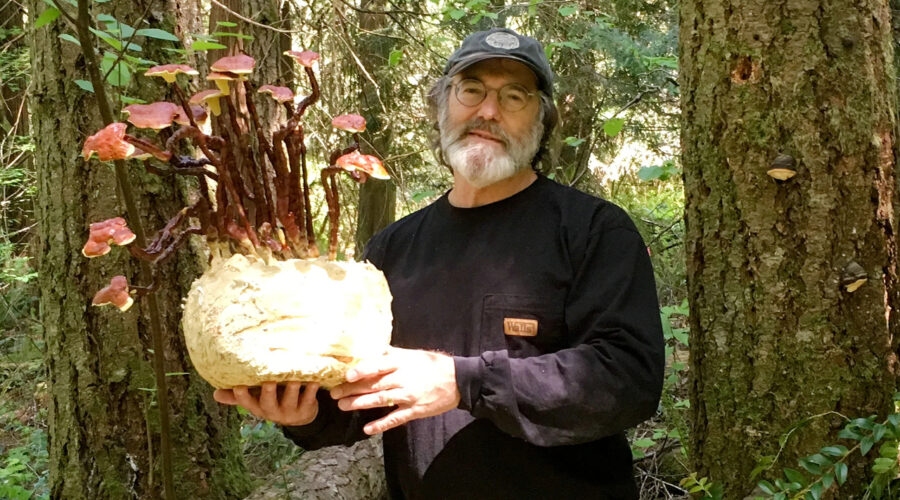Your Brain on Mushrooms: A Breakdown of The “Stamets Stack”