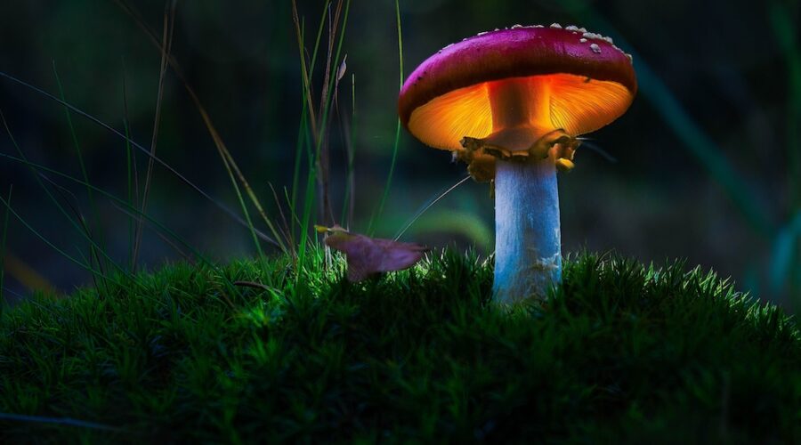 Ways to Eat Magic Mushrooms: 8 Methods Compared (Onset, Trip Length & Best Fit)