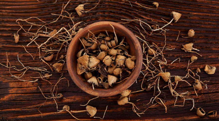It’s Official: Magic Mushrooms Are America’s Top Hallucinogen