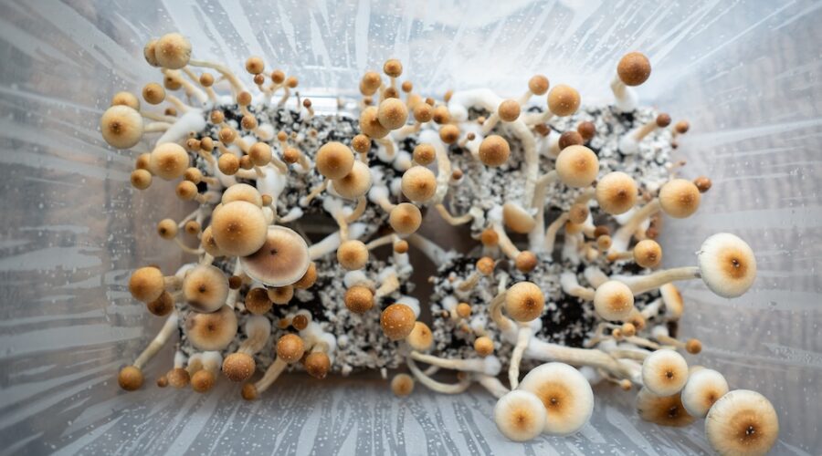 Study: Psilocybin Better Than SSRIs in Treating Depression