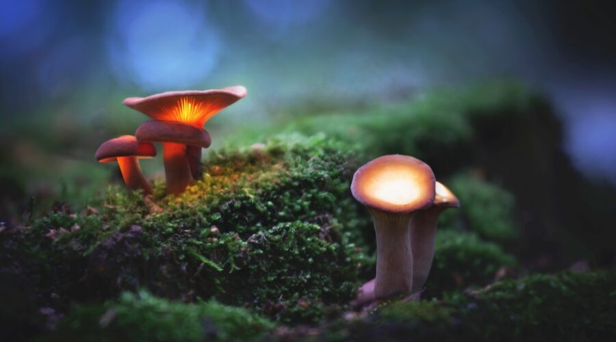 Magic Mushrooms Are Getting A Lot Stronger