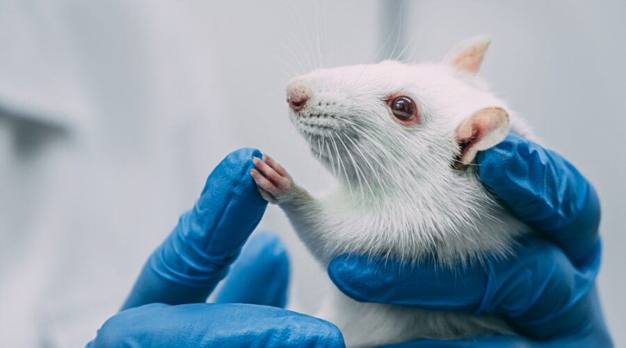Study: Psilocybin Shows Promise for OCD and Tourette’s in Mice