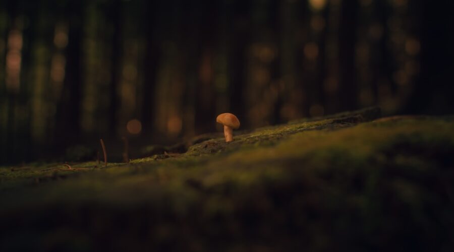 We Just Discovered a New Magic Mushroom Species