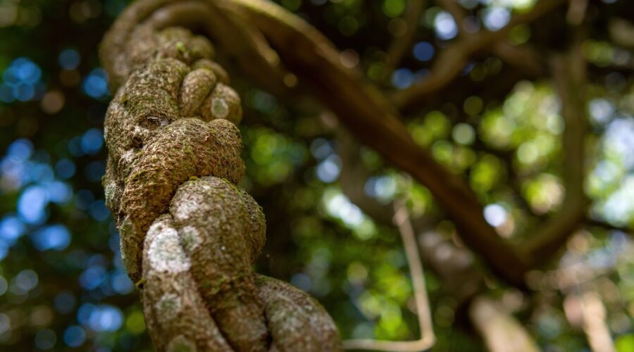 A New Study Suggests Ayahuasca May Improve Memory