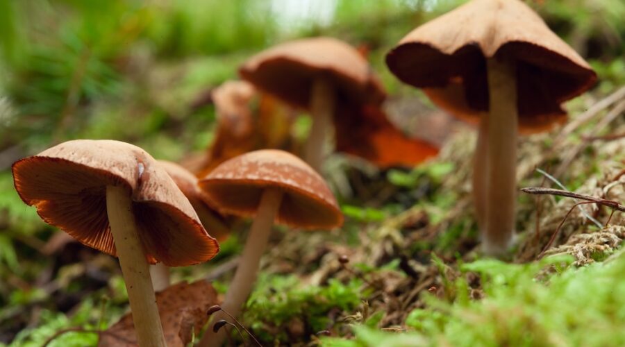 Psilocybin Use Linked to Headache Relief