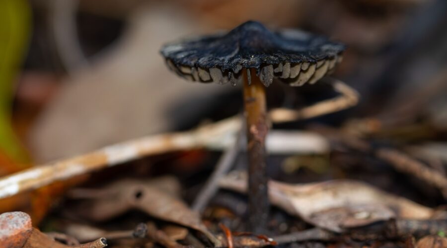 The Complete Guide to Magic Mushrooms Found in North America