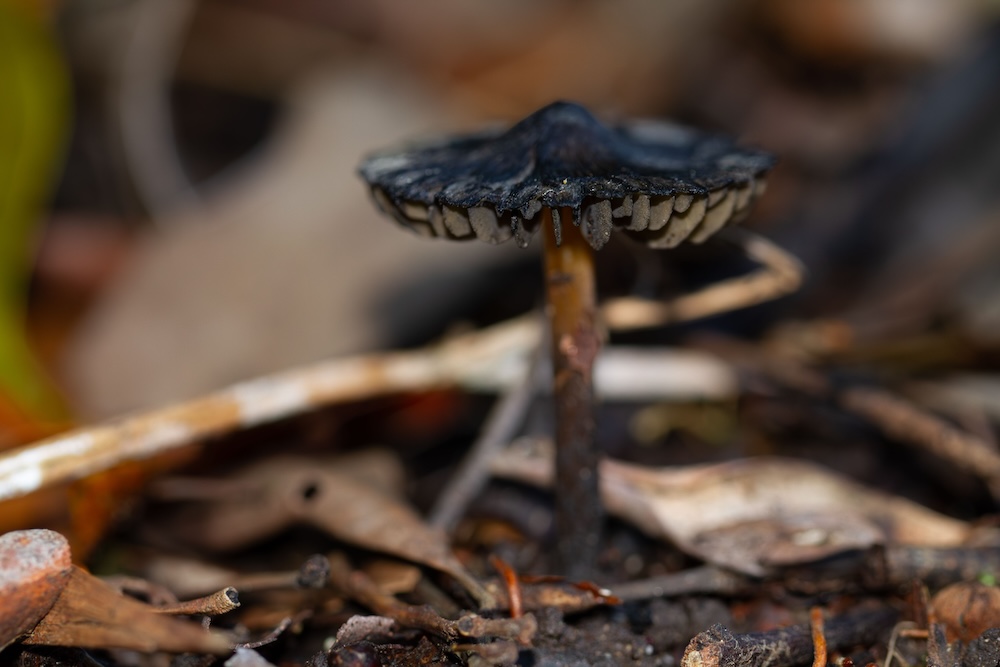 bottle caps Psilocybe baeocystis magic mushrooms