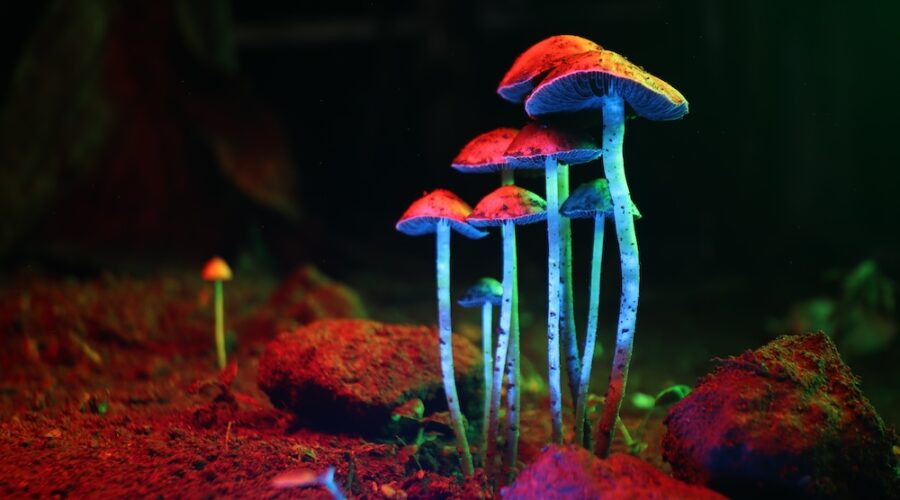 Bryan Johnson’s Psilocybin Longevity Experiment: Testing Psychedelics for Anti-Aging