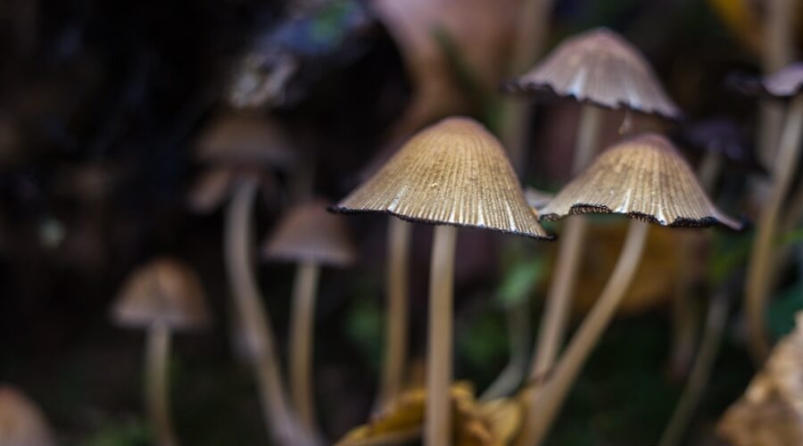 Psilocybin Microdoses Boost Creative Quality, Not Quantity, Study Finds