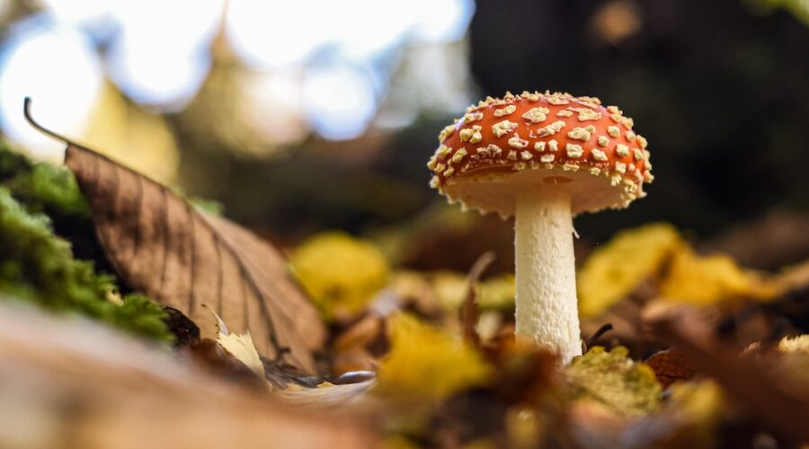 Researchers Identify Brain Receptor That Could Unlock Safer Psilocybin Treatments
