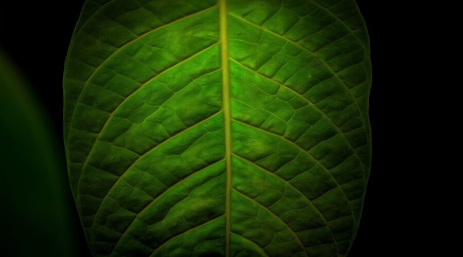 Is Ibogaine Safe? Cardiac Risks, the Magnesium Protocol, and What the Stanford Data Shows