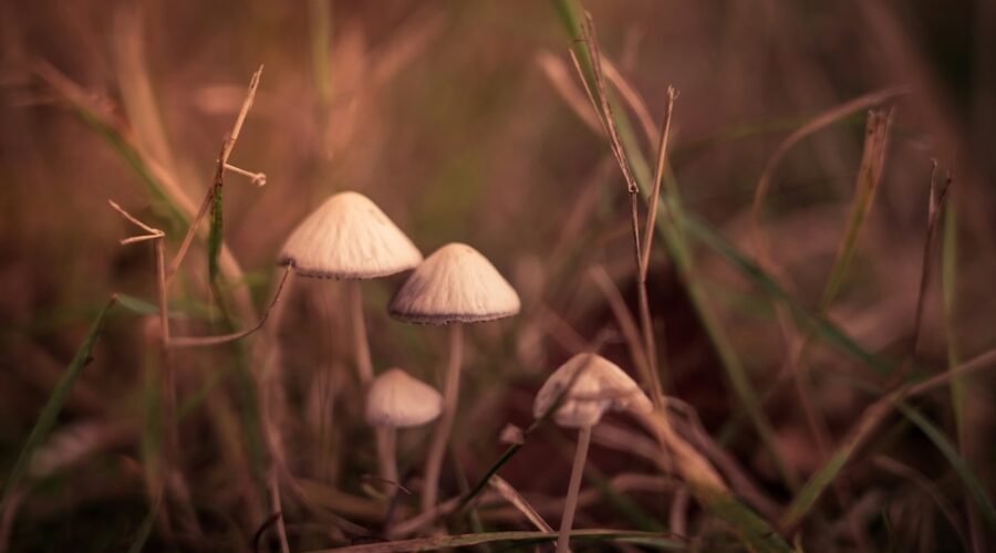 What Trump’s Psychedelics Executive Order Means for Psilocybin