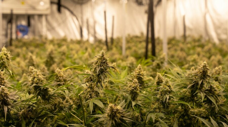 A High THC Dose Felt Like Psilocybin. The Study Had Four People