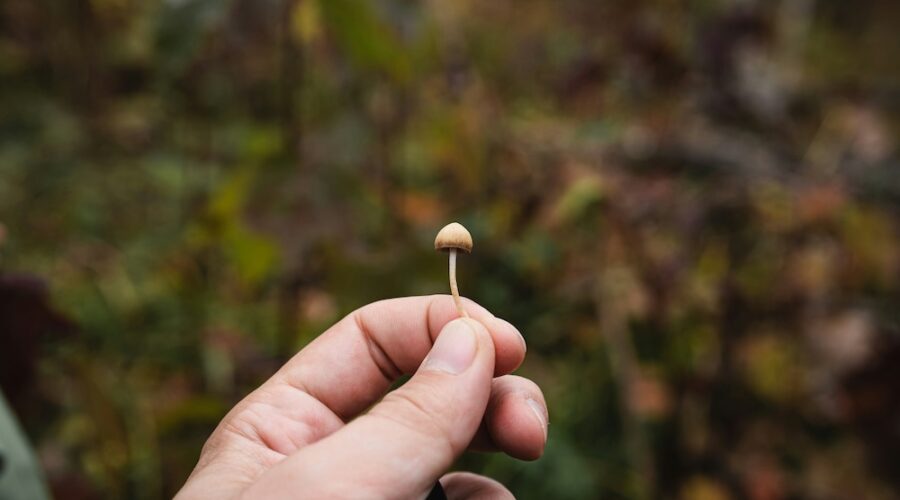 Psilocybin Protected Nerves From Chemo in Mice. A Non-Hallucinogenic Version Worked Too